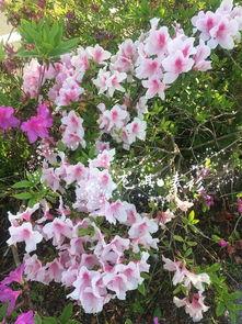 芝月图片,探寻自然与人文的和谐交融